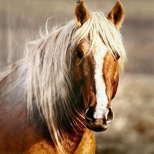 Meet your Posher, Hailey